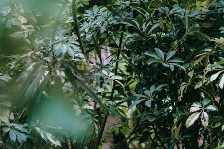 Pruning - Schefflera with lush green leaves in pots on rack